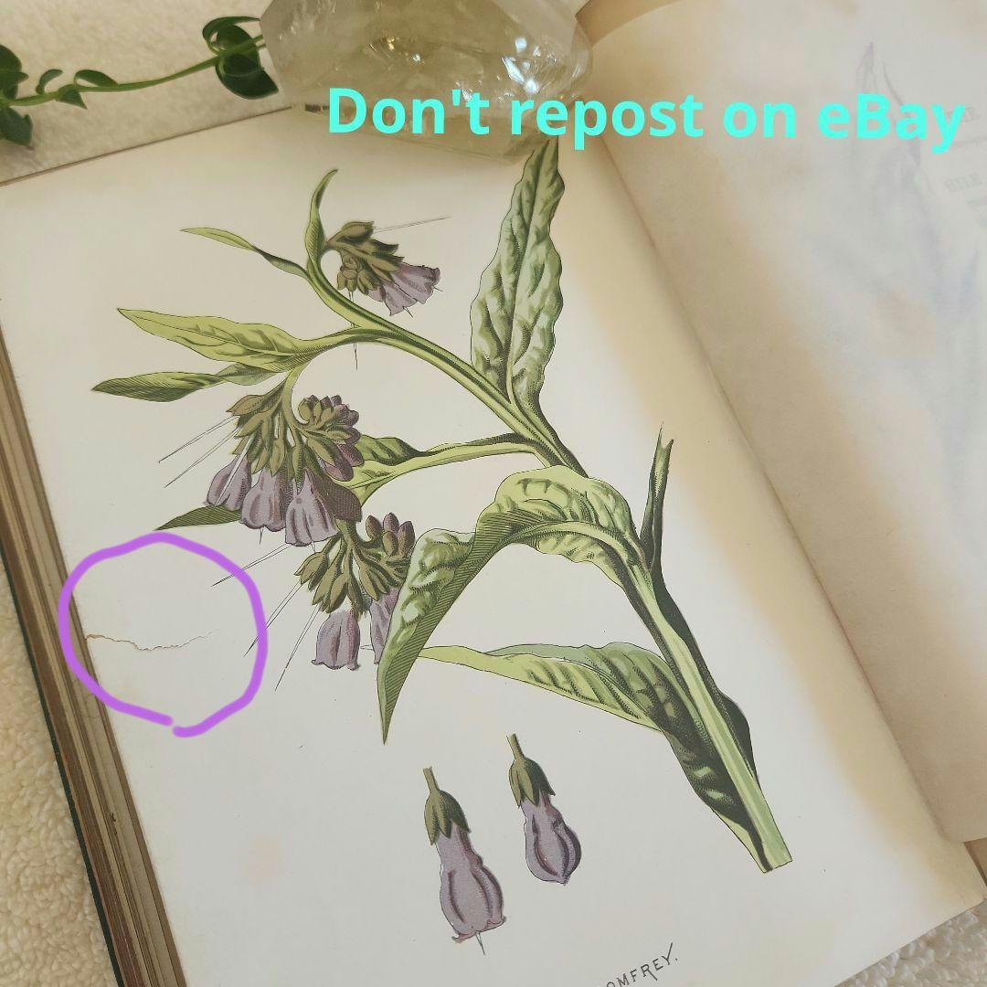 植物図鑑　洋書　ボタニカルアート　アンティーク　リトグラフ　27