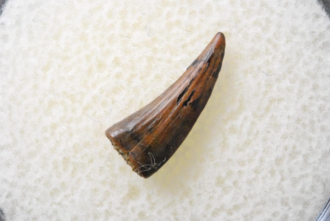 恐竜 パロニコドン [DS402] 歯 化石 希少 レア