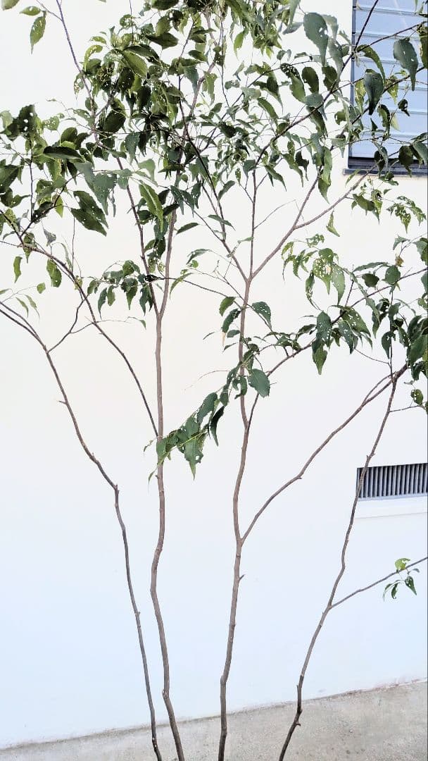 訳あり特価！山採りハイノキ。