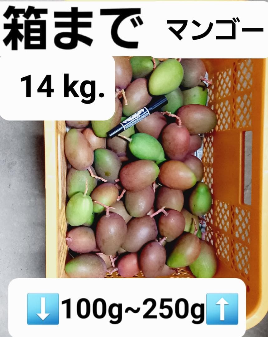 マンゴー+摘果 / 14 kg including box