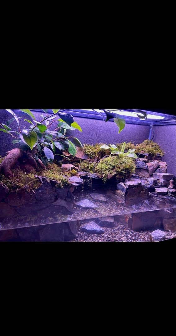 ゴリ　60センチ水槽レイアウト