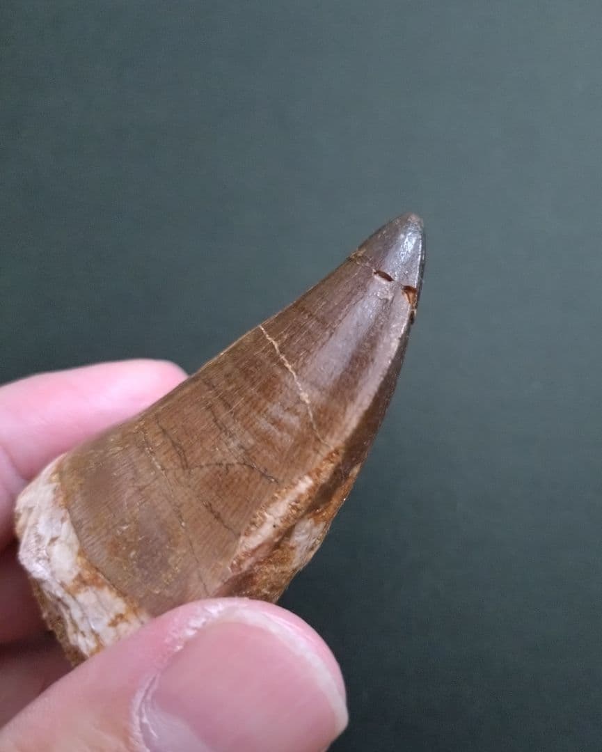 【特大本物】モロッコ産モササウルス（プログナソドン）の歯の化石　約5.5×3cm