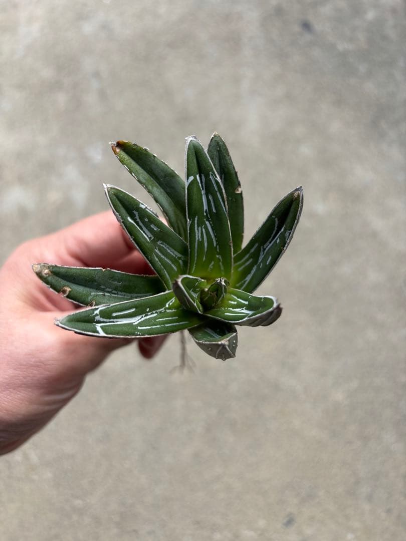 アガベ　笹の雪　子株販売　極上株