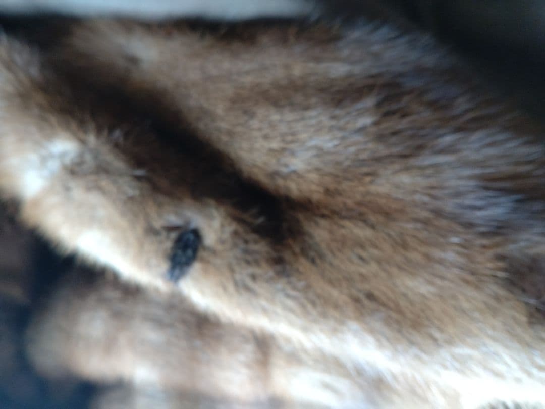 大きな襟裏表ミンク　フード付きミンクコート　ヴィンテージ　1950年代　英国