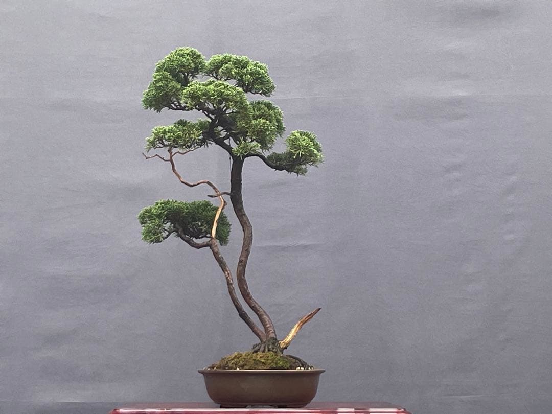 三河盆栽　紀州真柏　盆栽