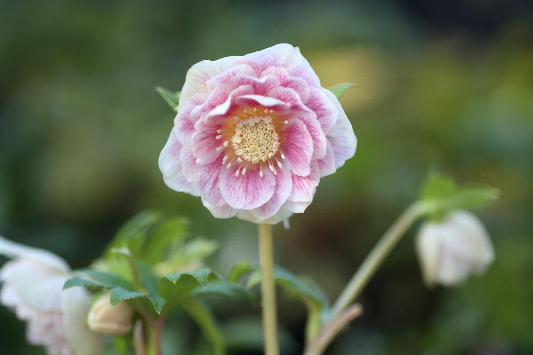 たんたんBwg026 クリスマスローズ 小苗 セット