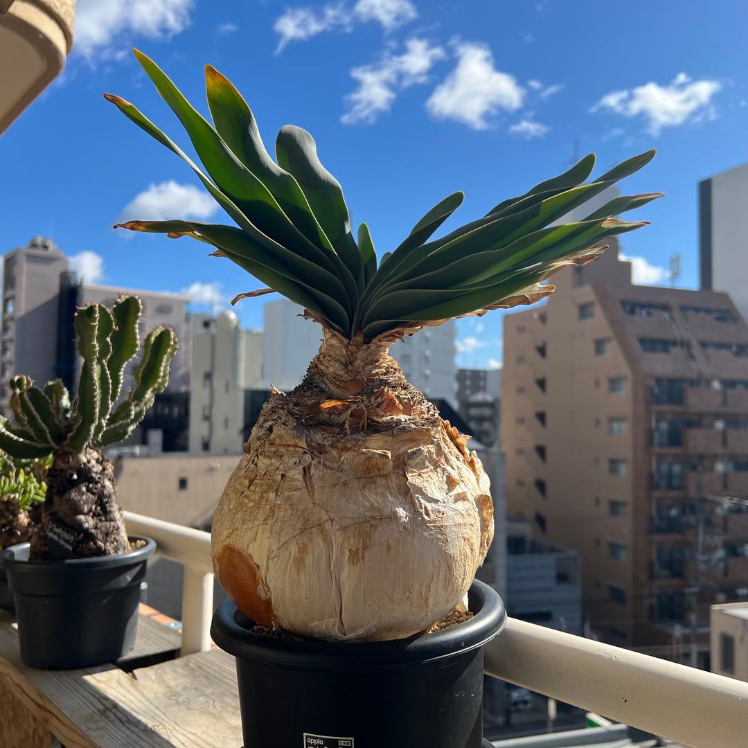 ブーファン・ハエマンソイデス（Boophone haemanthoides）塊根