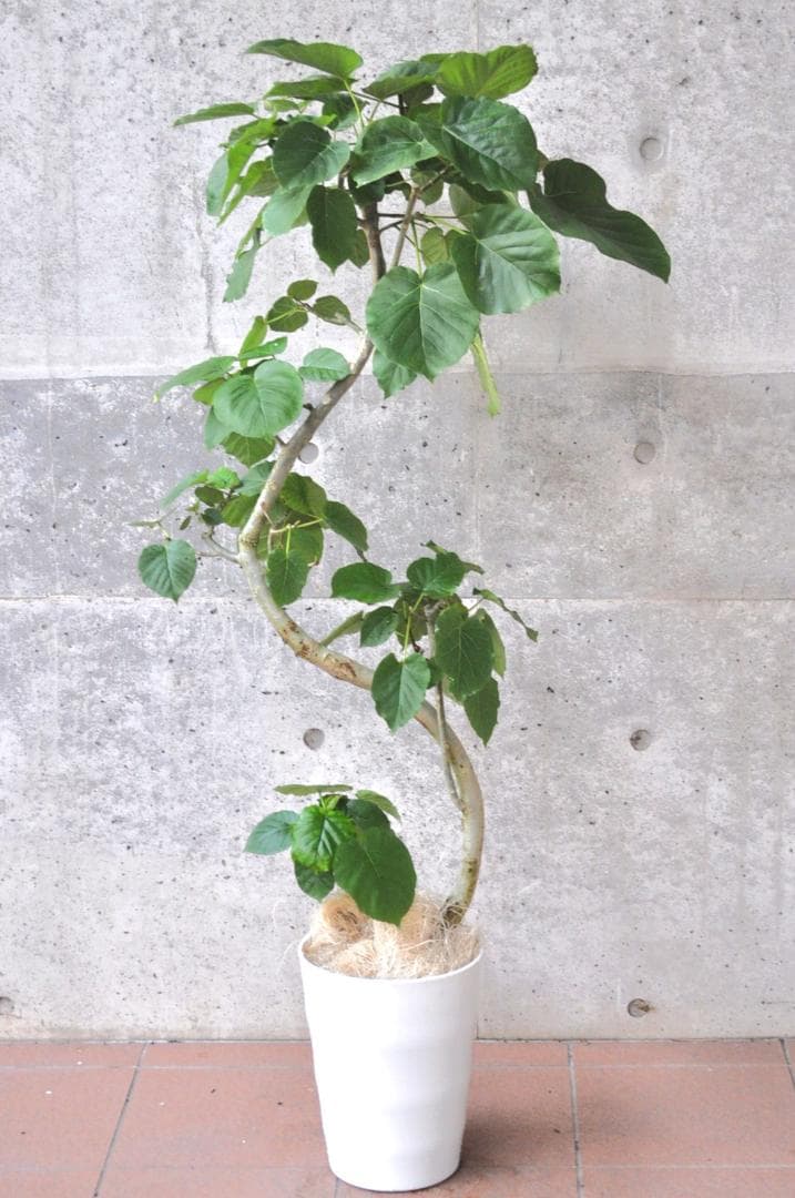 フィカス ウンベラータ 8号 140cm S-shaped tree form