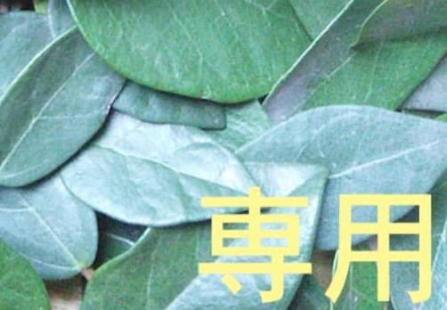 1日（月）17時迄【ちょ様】専用 OG Le 15ml 各２点 計４点 ネコポス