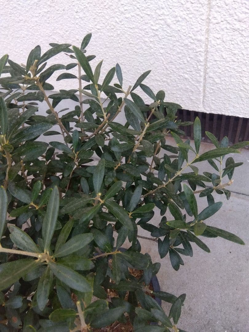 オリーブ　創樹　souju　ネバディロブランコ　8号鉢つき 極太❗　い