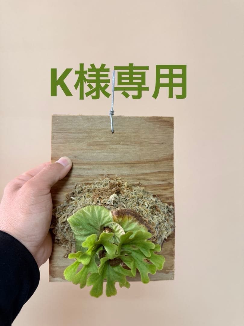 ビカクシダ P.ridleyi dwarf silver