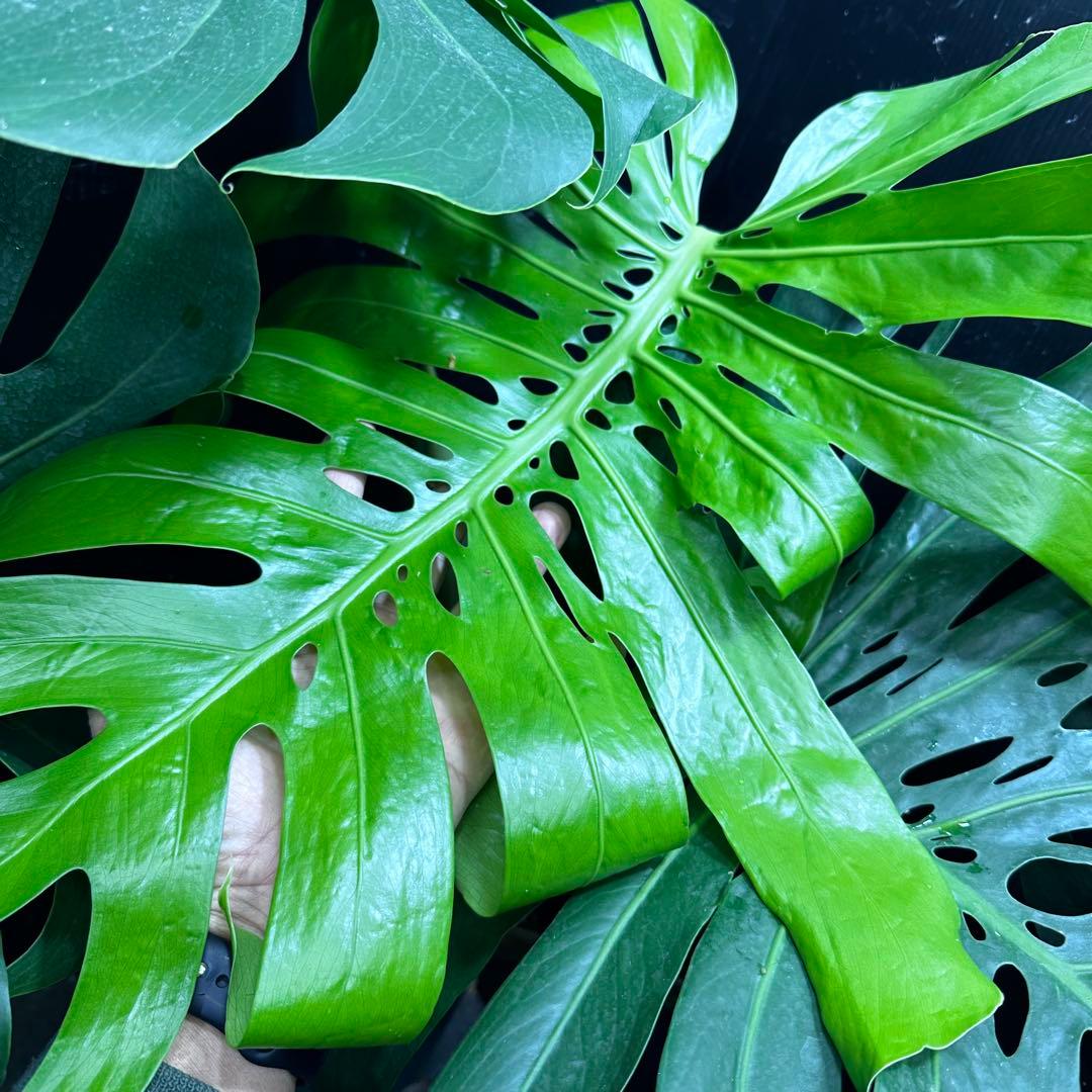 g*n様 モンステラデリシオーサマクロコズム超超大株超希少系統鉢植え高さ101㎝