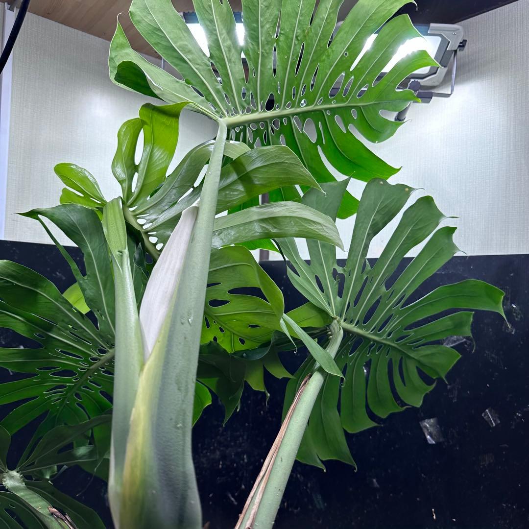 g*n様 モンステラデリシオーサマクロコズム超超大株超希少系統鉢植え高さ101㎝