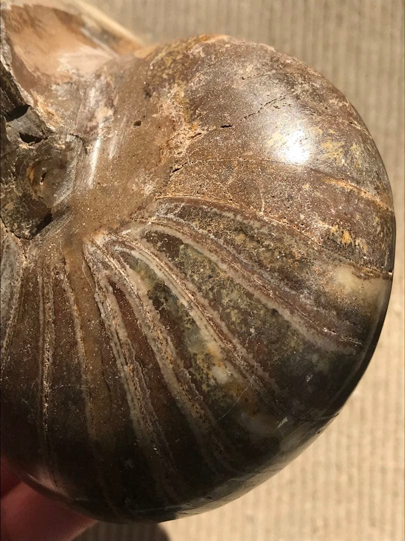 【特別価格】マダガスカル産　オウムガイ化石（ノーチラス・アンモナイト）大サイズ