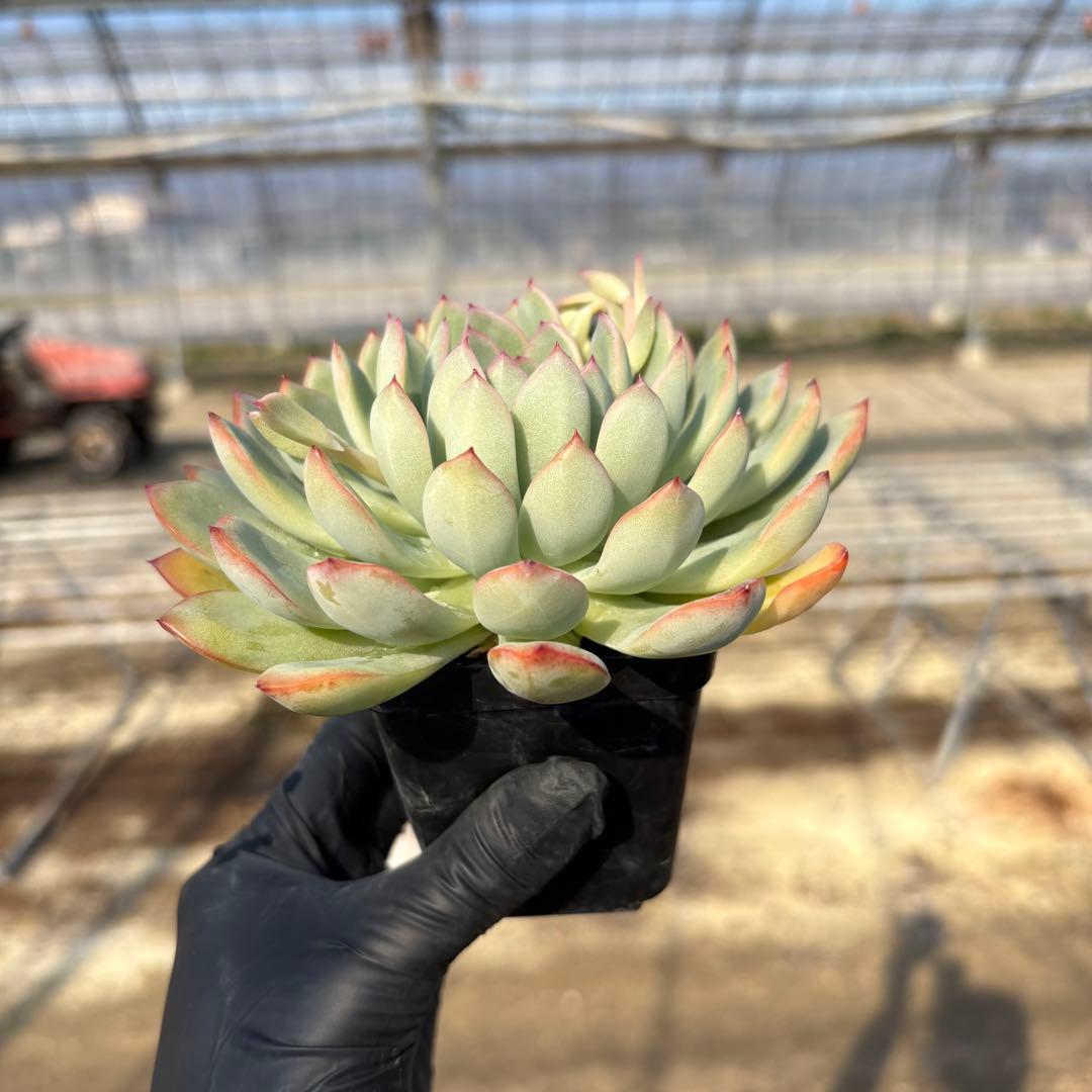 4 ホワイトビアンテ 特大 カット苗 多肉植物