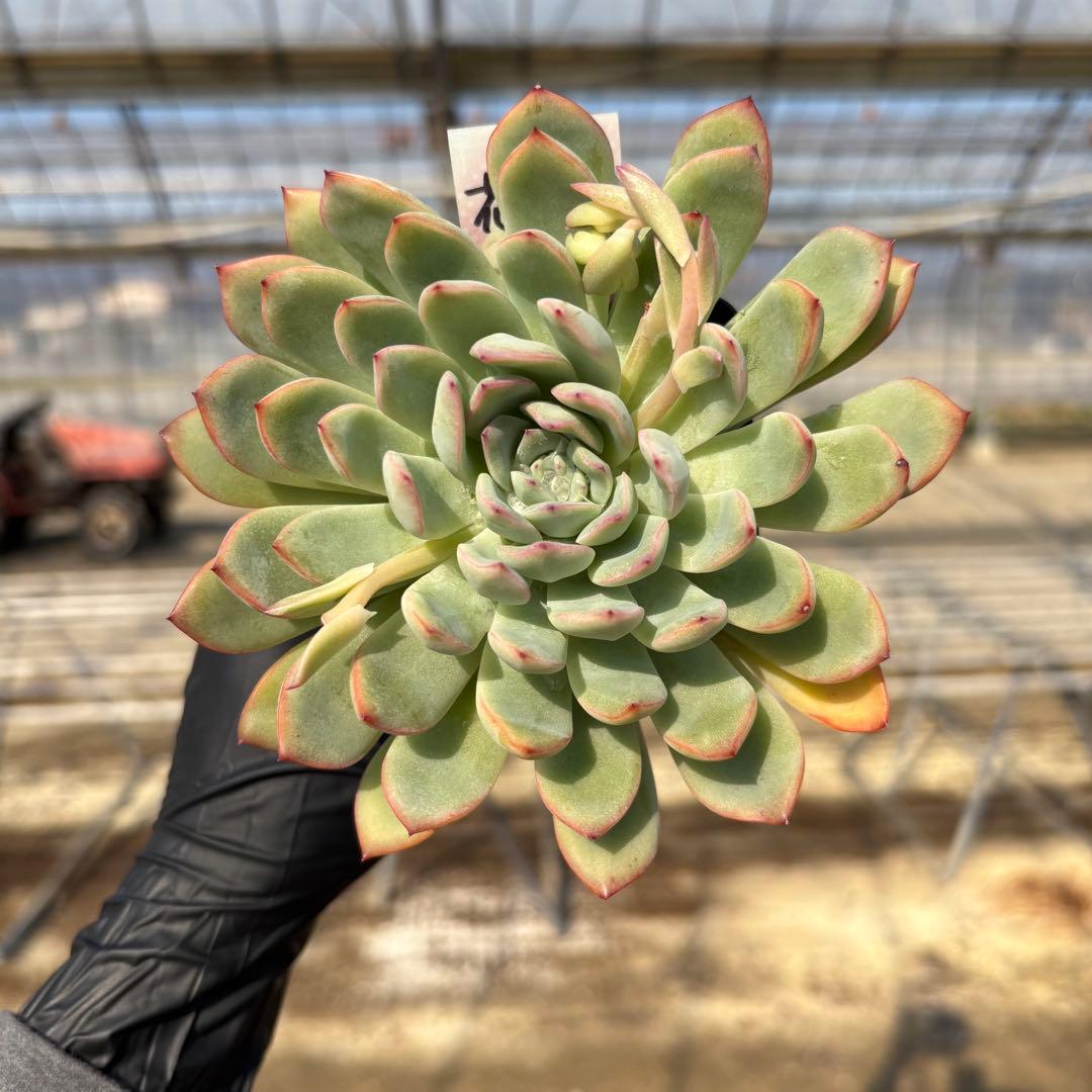 4 ホワイトビアンテ 特大 カット苗 多肉植物