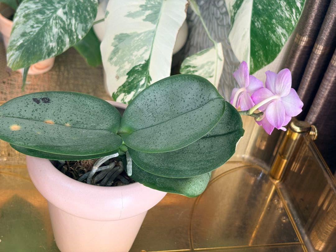 レア！強香原種交配種【ギガンテア × シレリアナ】 シレリアナ戻し 洋ラン 洋蘭