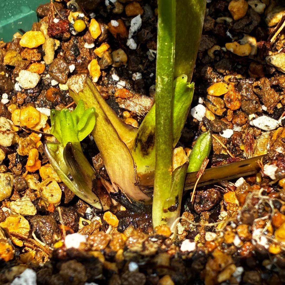 の*ん様 547☘️蕾花タグ付☘️超レア☘️極上☘️メビウス♾️[千重咲き]⭐️