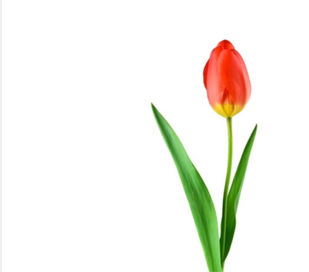 ゆうたん様 リップクリーム