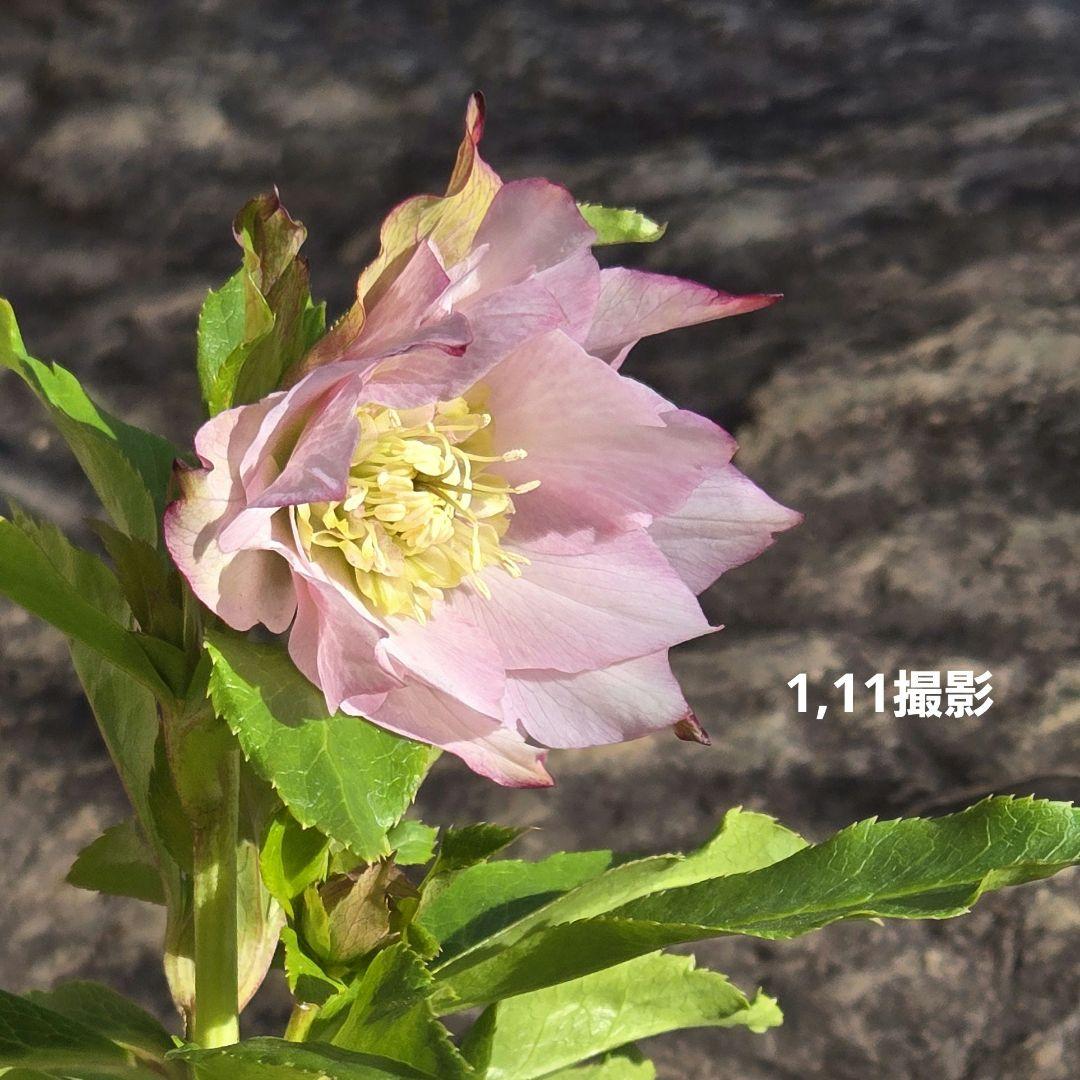 クリスマスローズ　シャルウィダンス　若泉ファーム　ヒデコート