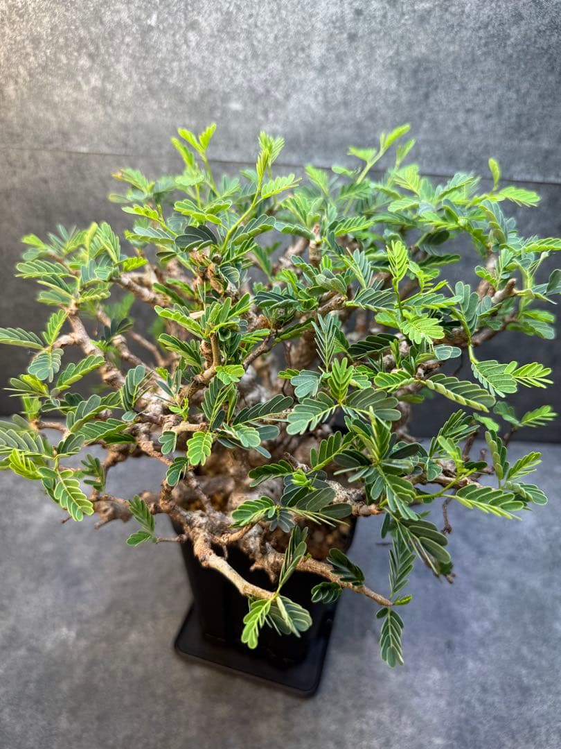 センナ　メリディオナリス　海外実生　発根済み　359