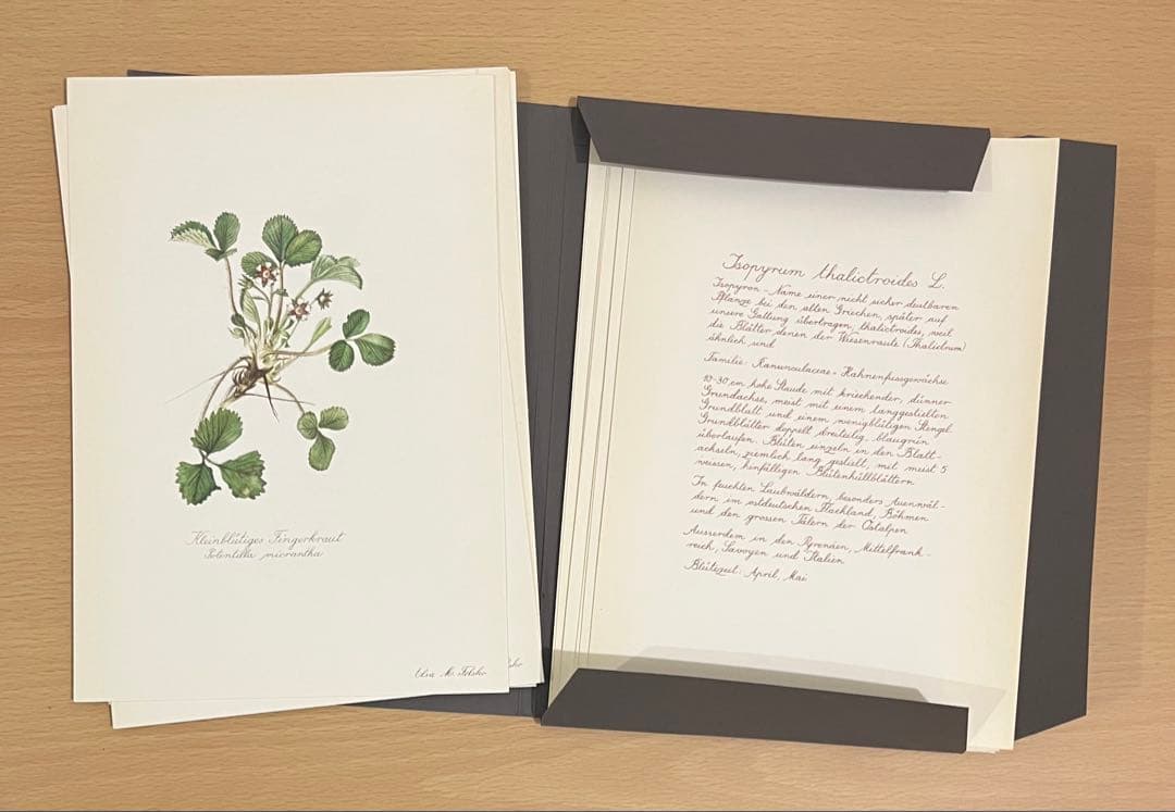 No.300ドイツ ビンテージ 紙もの ボタニカルアート 植物図鑑 水彩画