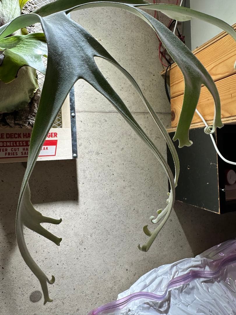 か*し様 p.willinckii wild 大株