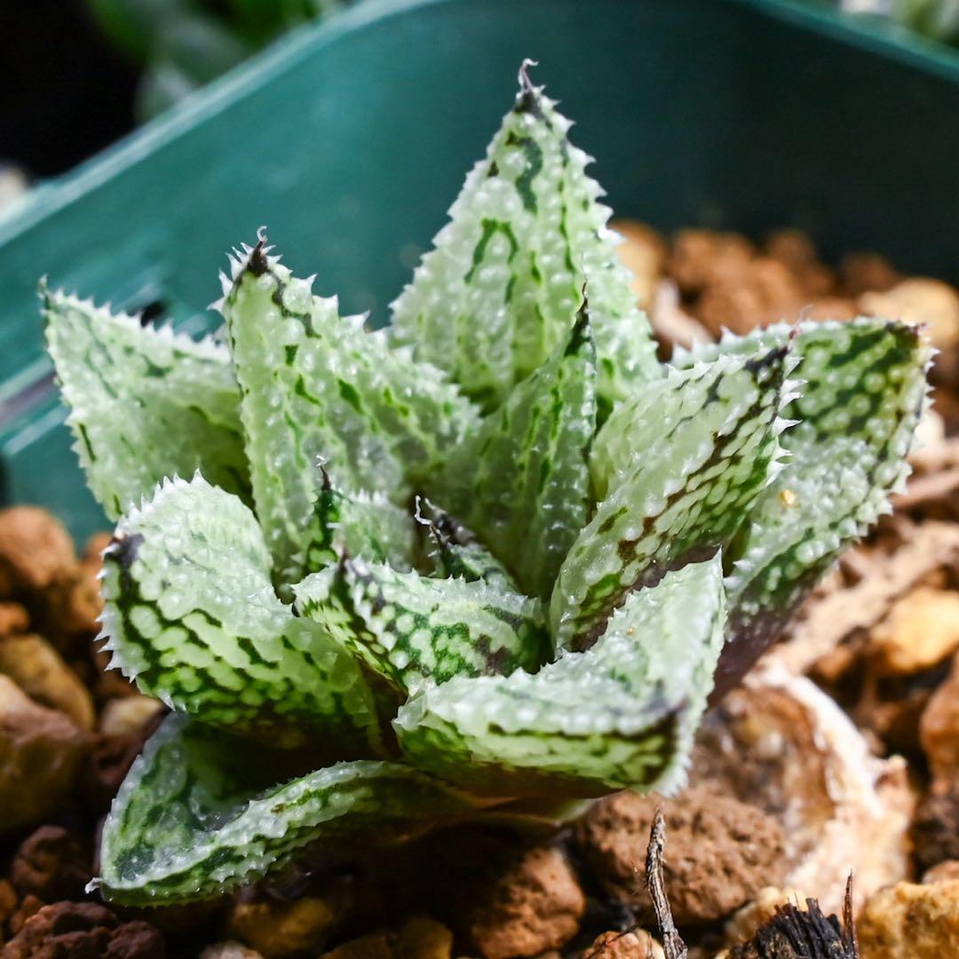 L*8様 ハオルチア ナイルの雫