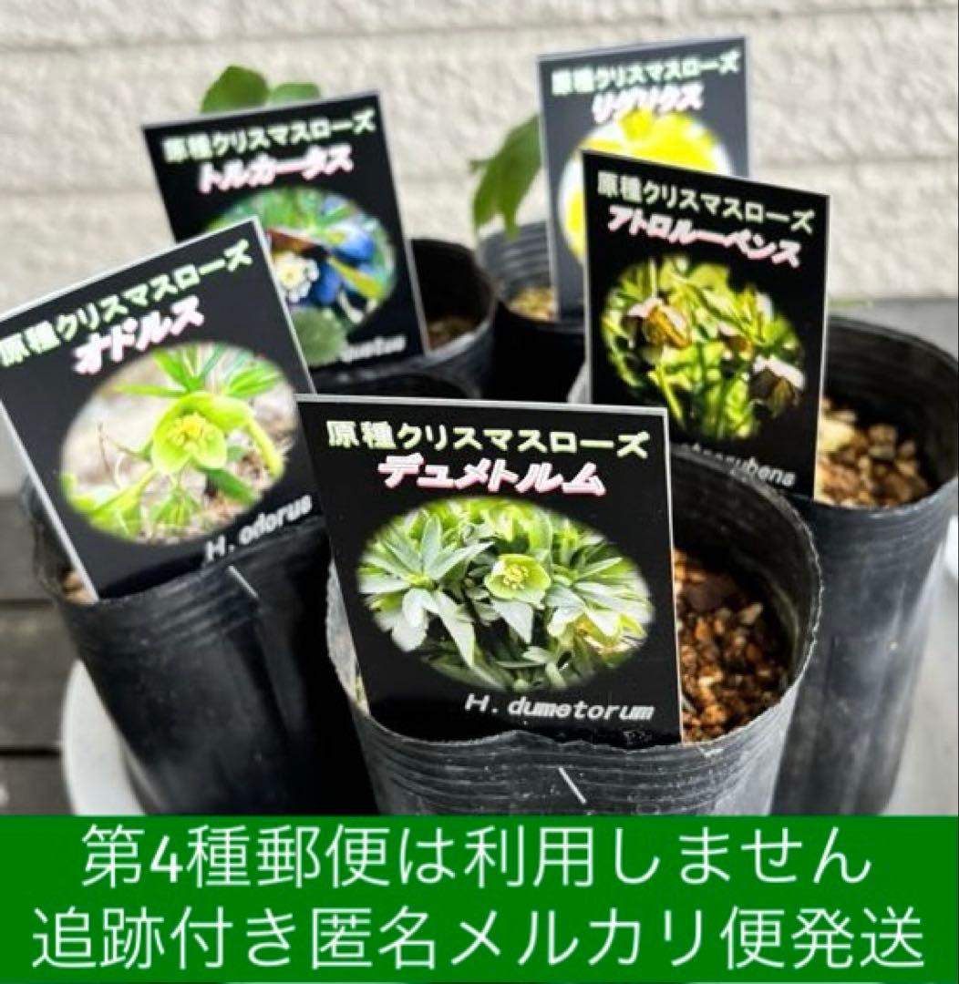 クリスマスローズ　原種　アトロルーベンス　デュメトルム　など　交配