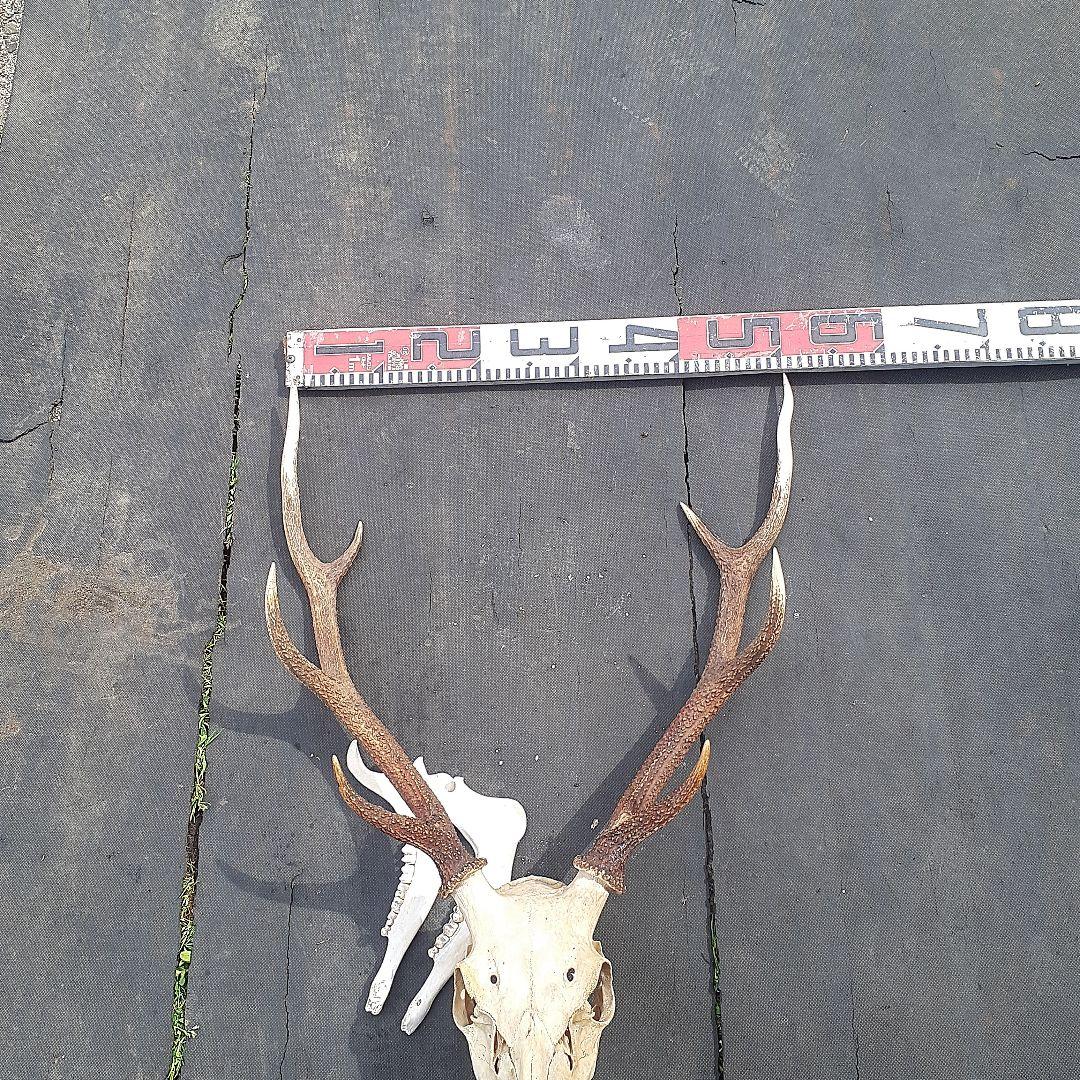 鹿　ニホンジカ　鹿角　剥製　頭骨　スカルトロフィー　頭蓋骨　ニホンジカ