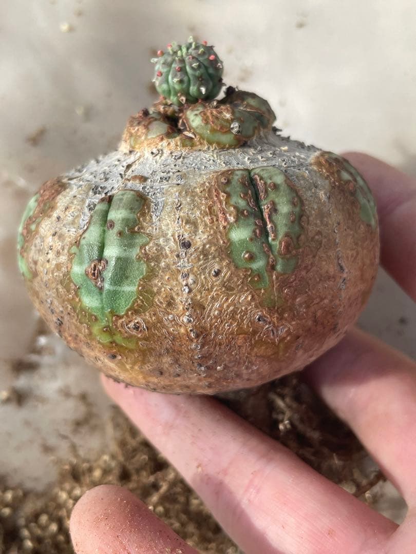 た*く様 オベサ 木質化 3号サイズ