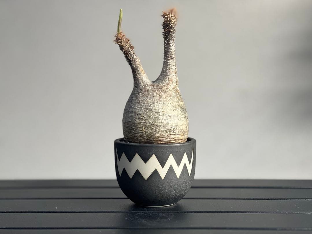 【tomi様】【休眠中】パキポディウム・グラキリス 現地球 VALIEM⑧