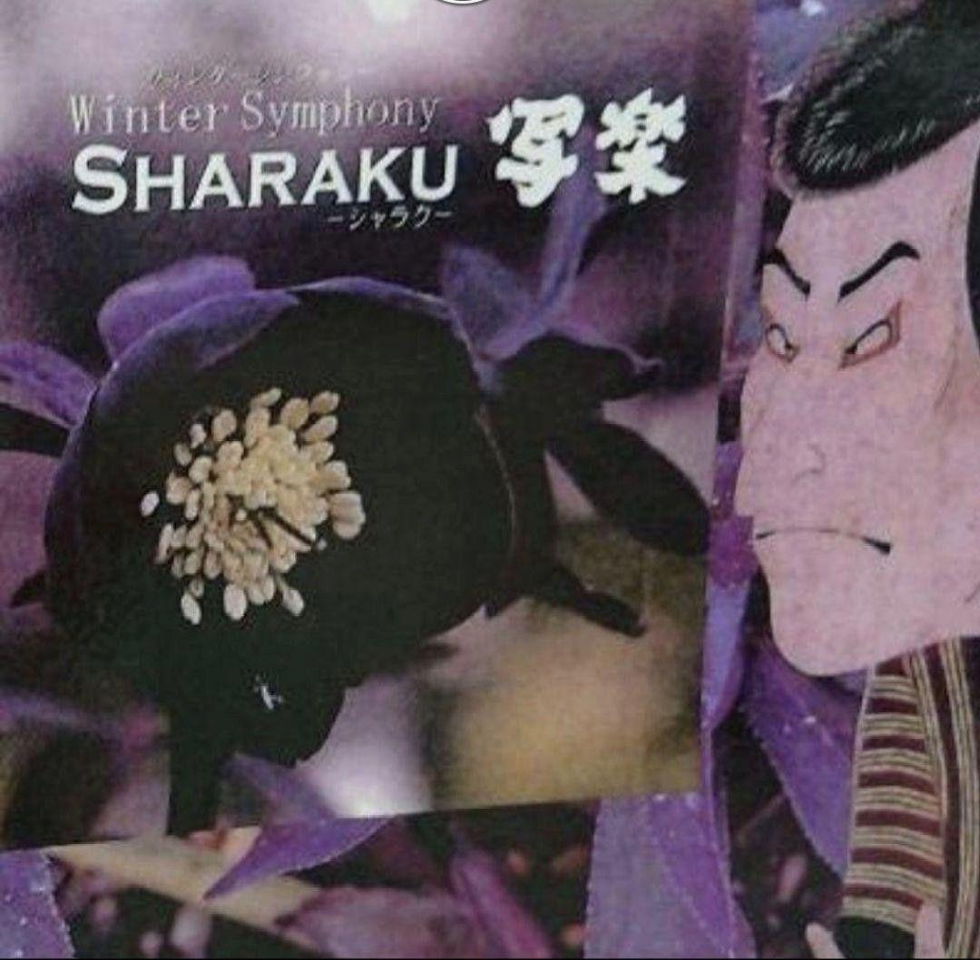 ☀️クリスマスローズ開花株❗【写楽DD】☀️4号スクエア鉢植え☀