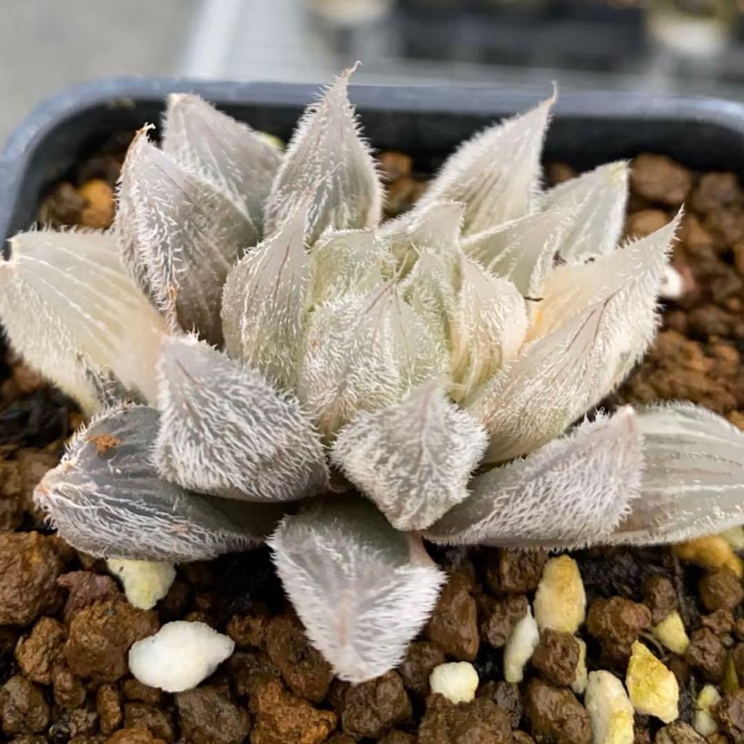 の*5様 多肉植物　ハオルチア　白狐伝錦　極上斑