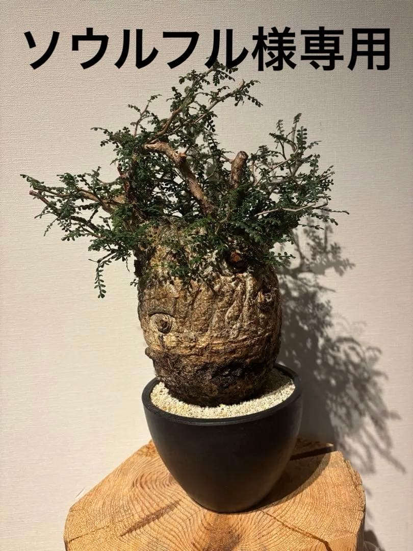 ソウルフル　オペルクリカリア　パキプス　塊根