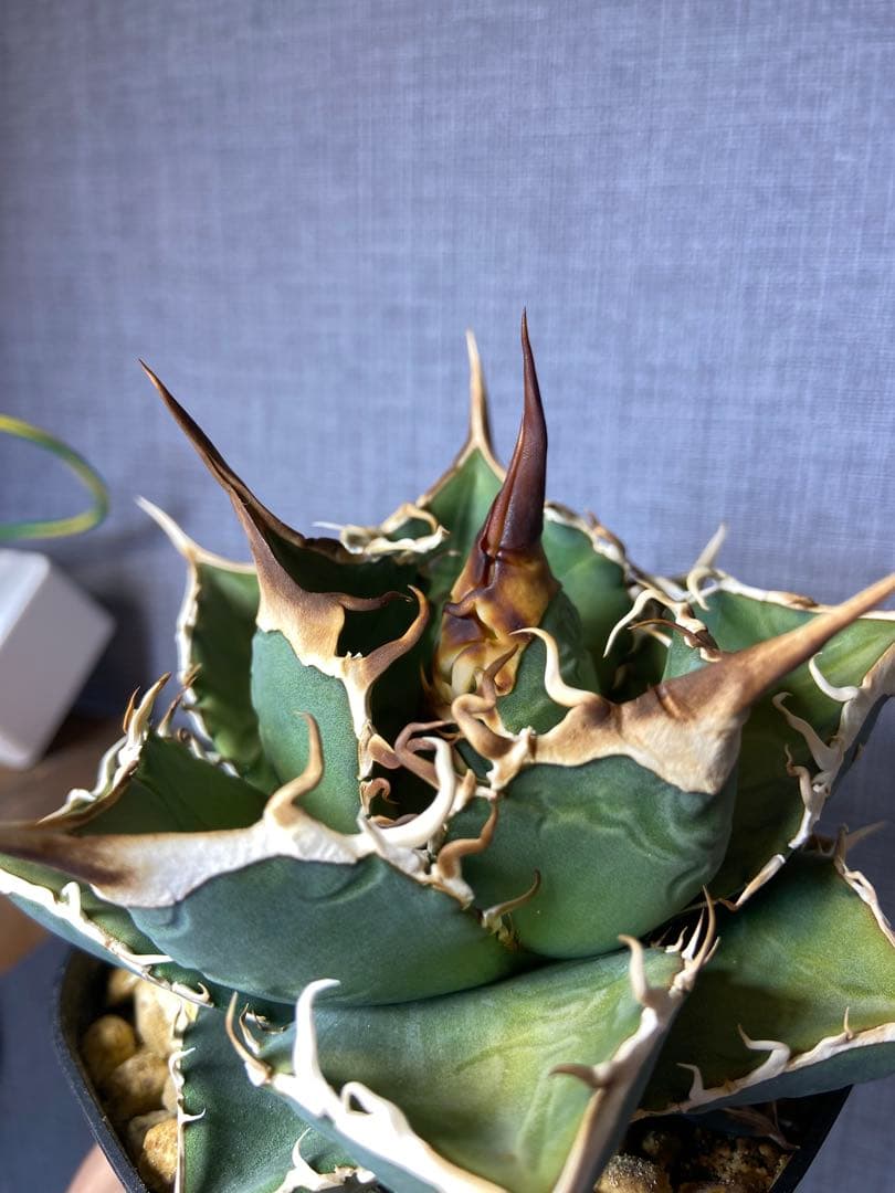 アガベ チタノタ 実生 オアハカ