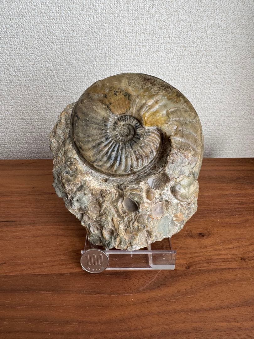 アンモナイト化石