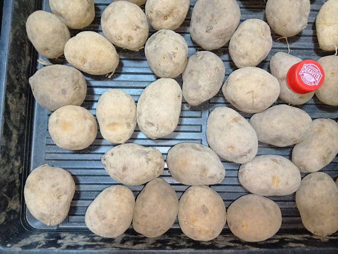 10kg m134 インカのめざめ 種芋