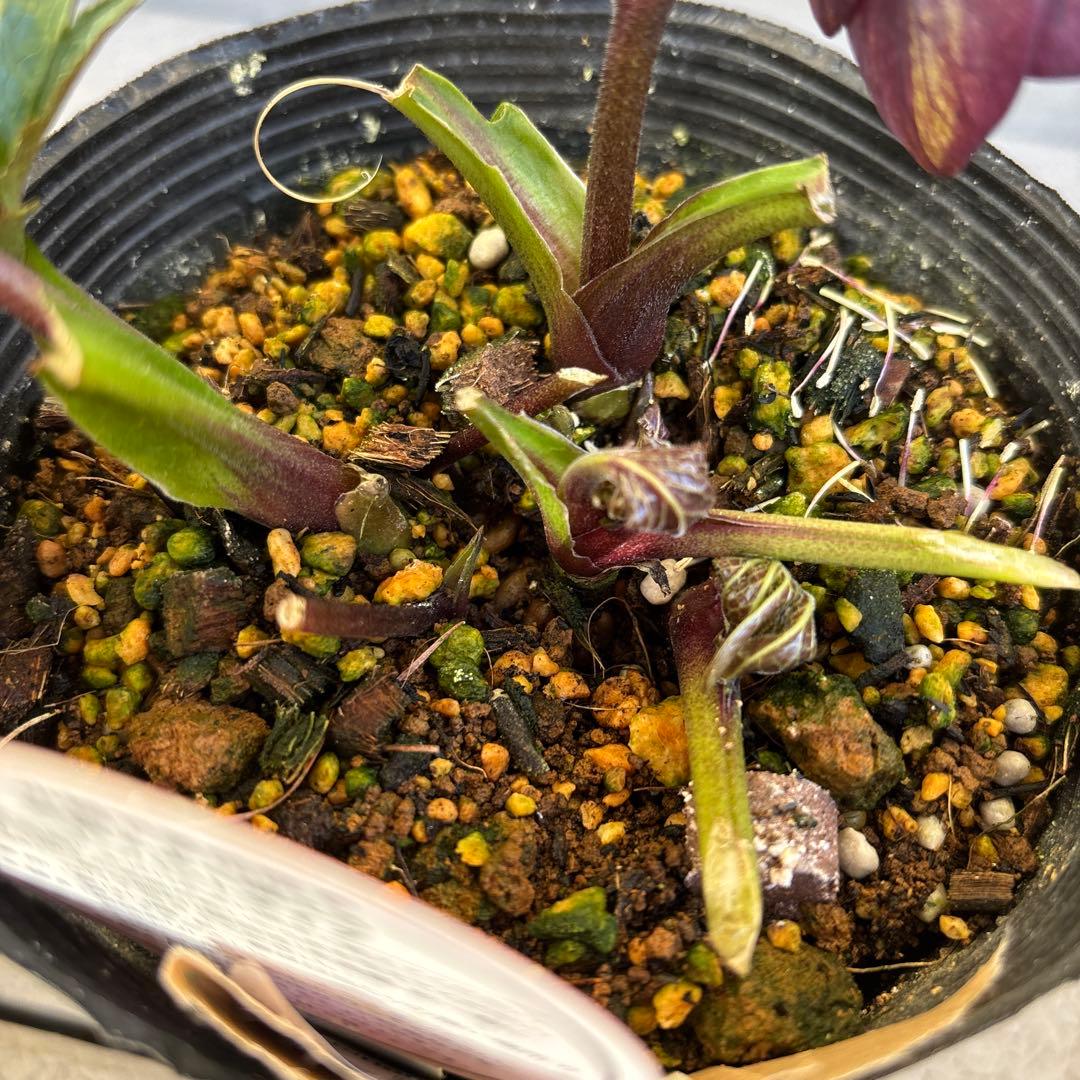 りーちゃん様ご依頼品