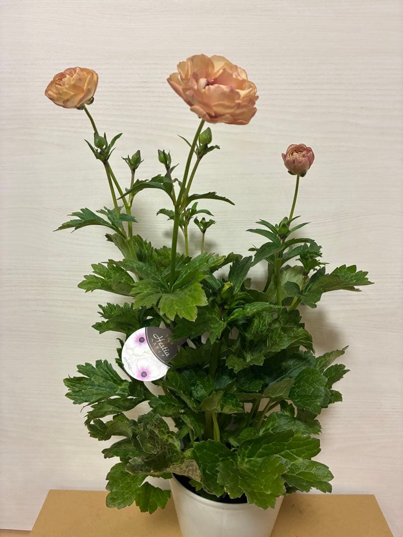 ラナンキュラスラックス　５号鉢　ジュピター　アウラ　ヘスティア　ヘラ