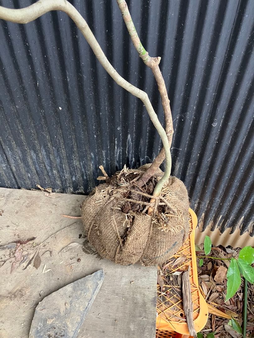 くまま 山採り　アオダモ　コハウチワカエデ　混合株