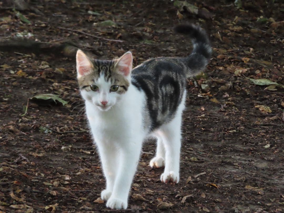 Canon PowerShot SX740 HS 使用イメージ付き