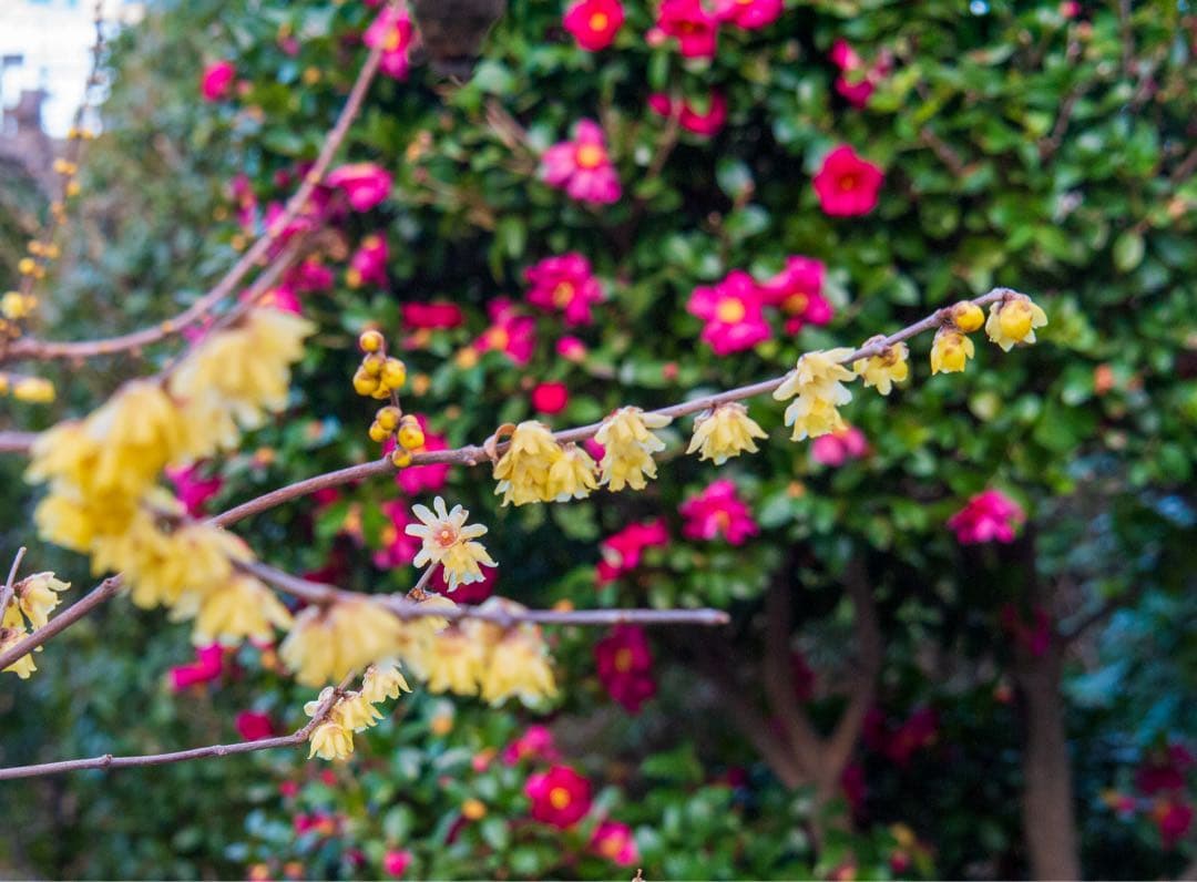 LUMIX GF5 パープル ミラーレス一眼