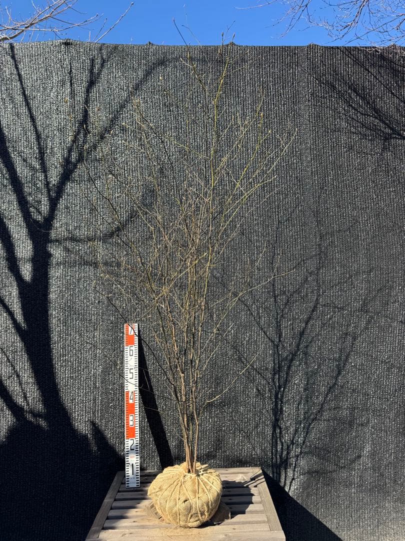 クロモジ　山採り　【品番3535】