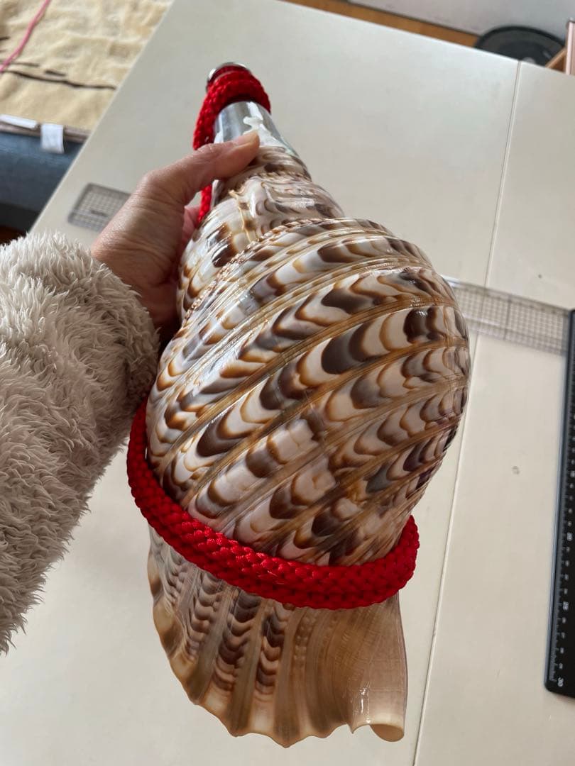 法螺貝　ホラガイ　赤紐