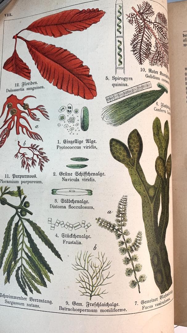 Bilder-Atlas des Pflanzenreichs植物界絵図アトラス