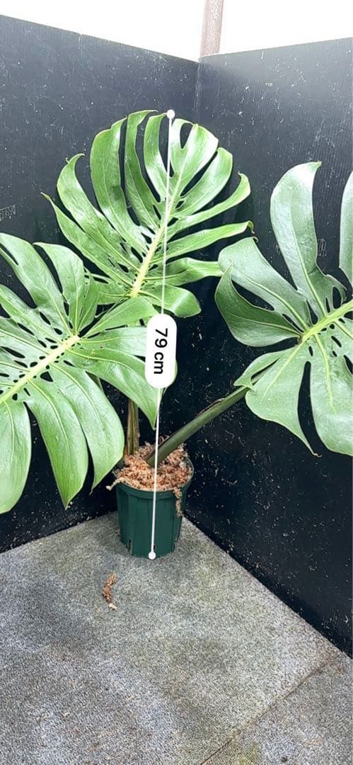 よ*君様 モンステラデリシオーサマクロコズム超希少系統鉢植え79㎝