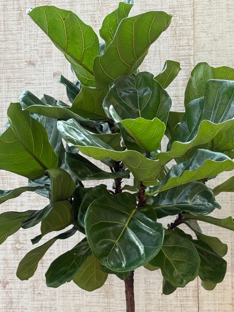 ☆ フィカス•バンビーノ♪10号 幹太 142cm 大葉 リビングサイズ♪