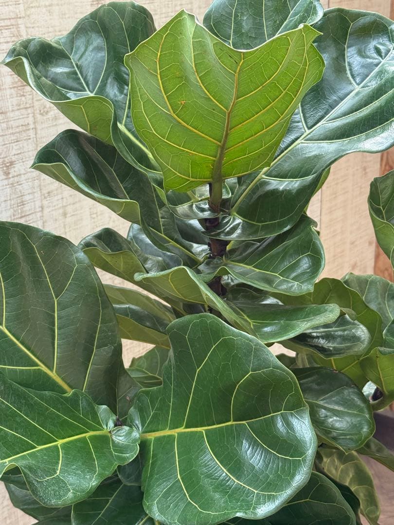 ☆ フィカス•バンビーノ♪10号 幹太 142cm 大葉 リビングサイズ♪