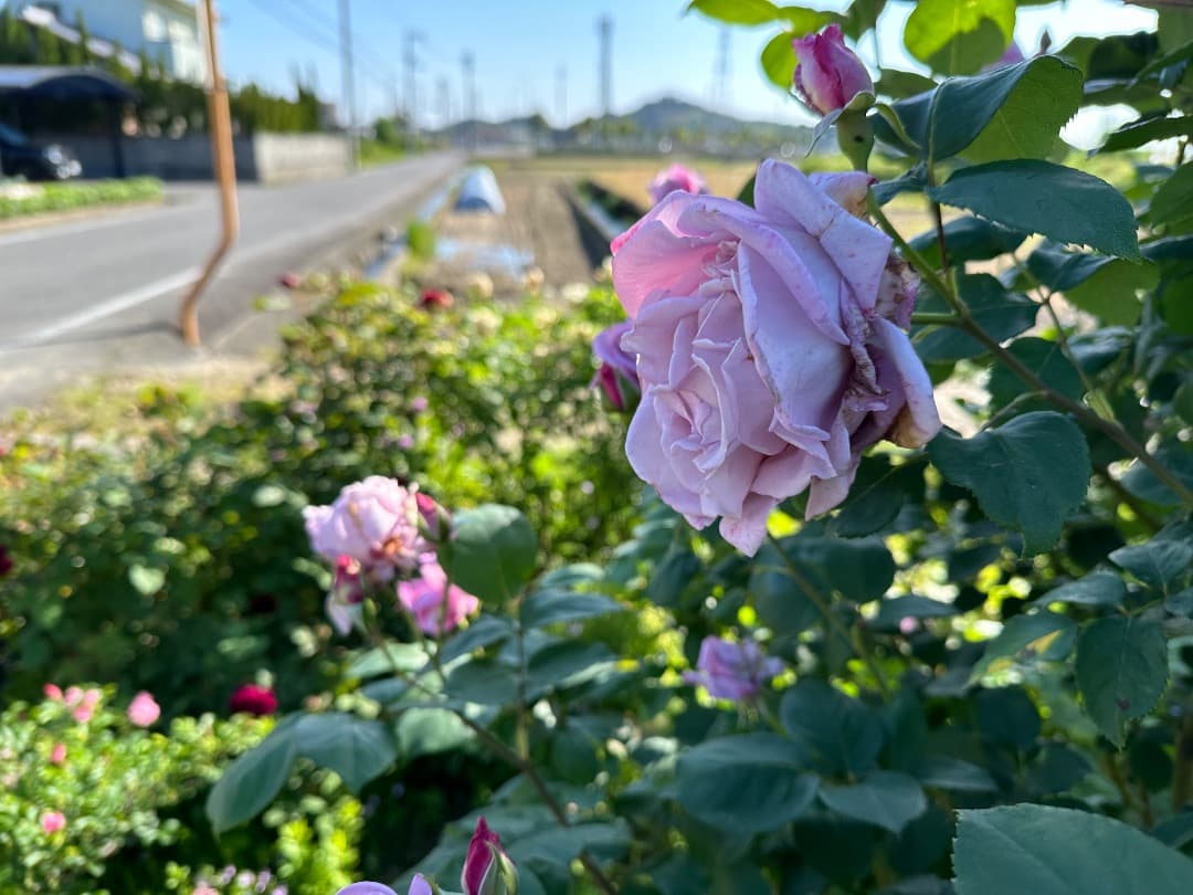 【バラ「超」大苗】　ブルームーン